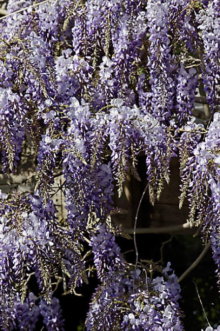 Jardin des Impressionnistes-037